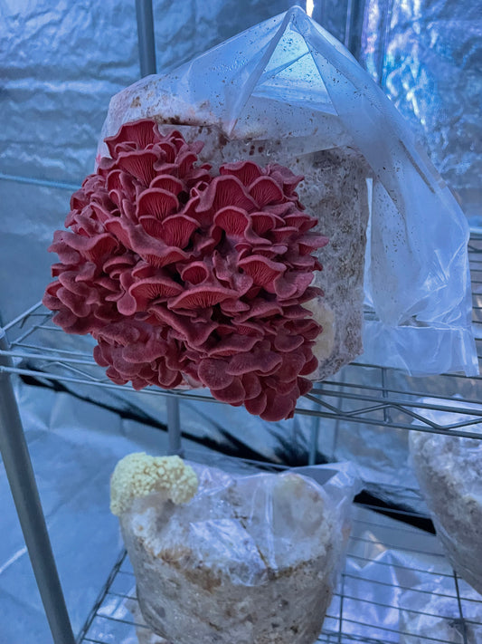 Pink Oyster Mushrooms