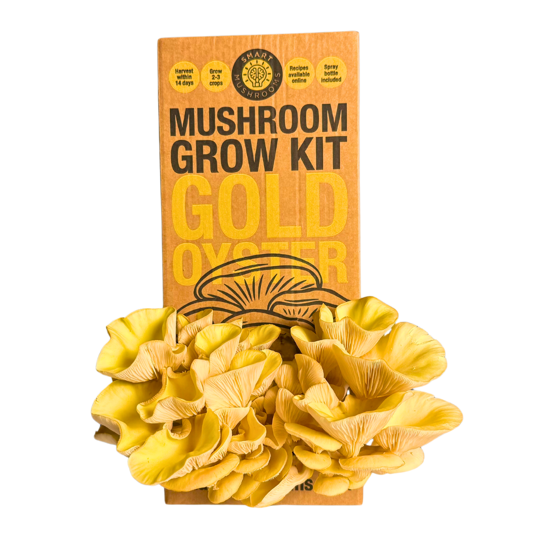 Mushroom Growing Kit Smart Mushrooms UK